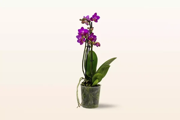 Orquídea Morada Mini