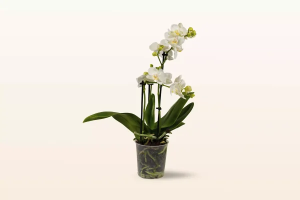 Orquídea Blanca Mini
