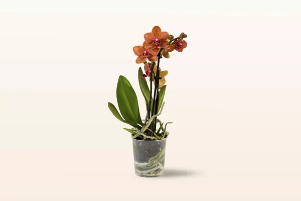 Orquídea Naranja Mini