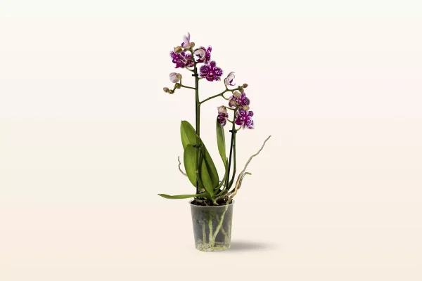 Orquídea Púrpura Moteada Mini