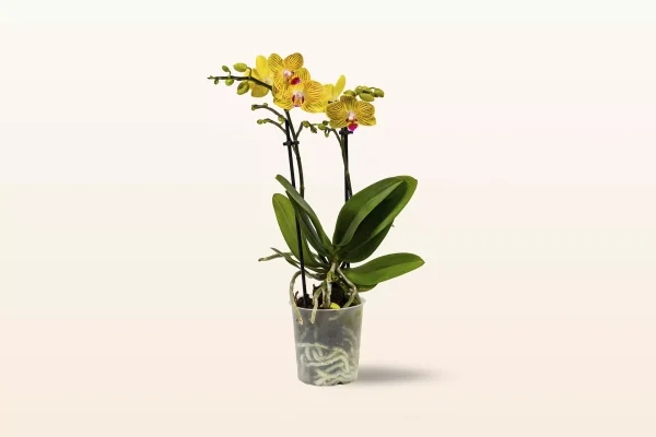 Orquídea Amarilla Rayada Mini