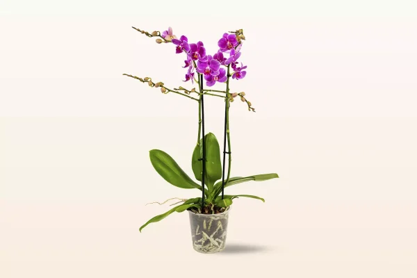 Orquídea Violeta Multiflora