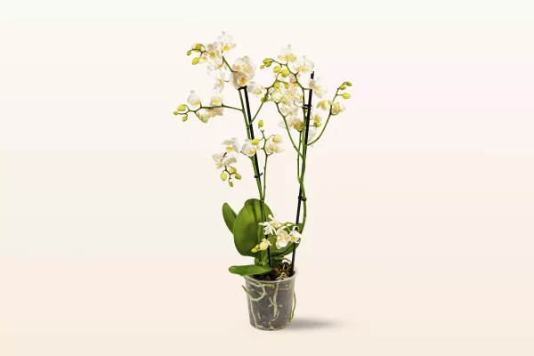 Orquídea Blanca Multiflora