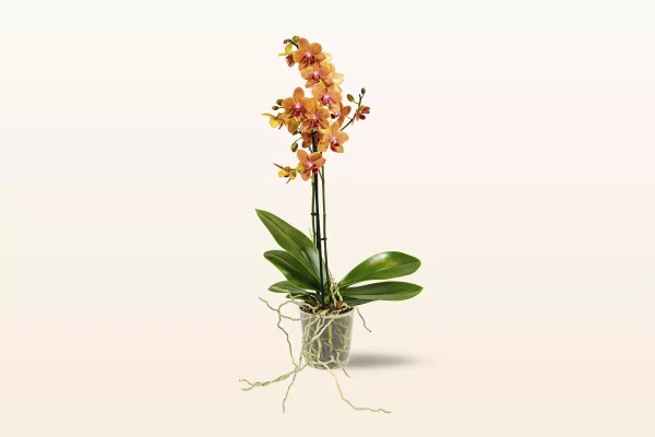 Orquídea Naranja Punteada Multiflora