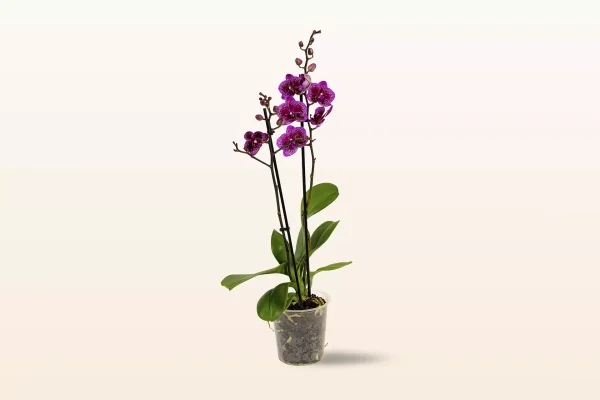 Orquídea Morada Moteada Multiflora