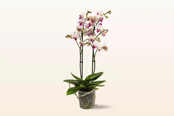 Orquídea Blanca Red Lips Multiflora