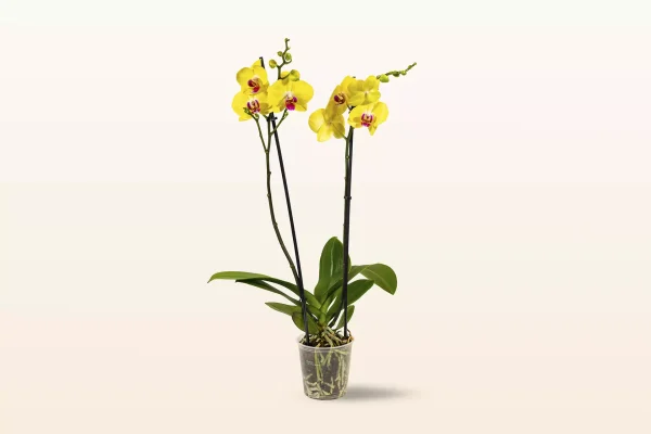 Orquídea Amarilla Red Lips Doble
