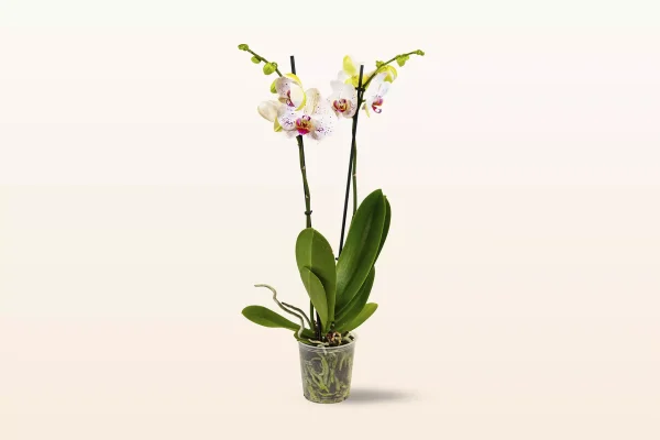 Orquídea Blanca Punteada Doble