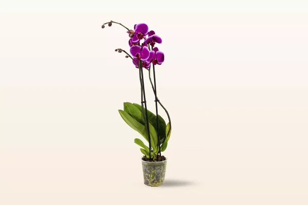 Orquídea Morada Doble