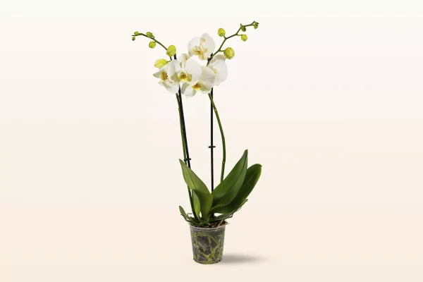 Orquídea Blanca Doble