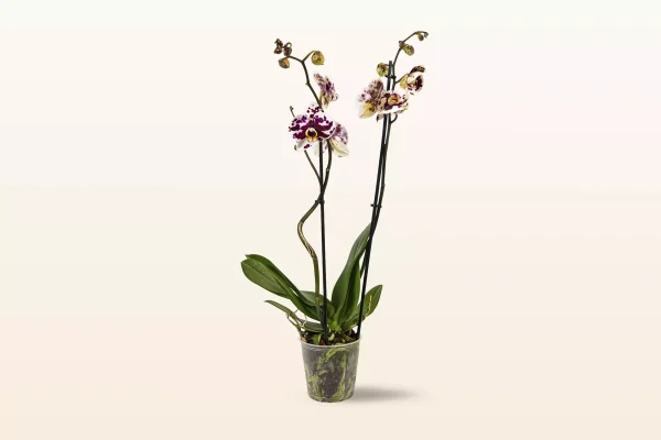 Orquídea Blanca Moteada Doble