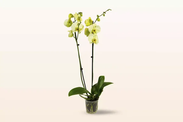 Orquídea Amarilla Doble