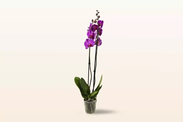 Orquídea Morada Doble