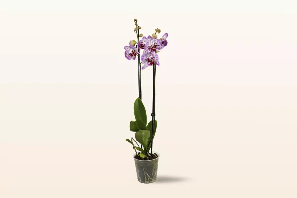 Orquídea Rosa Moteada Doble