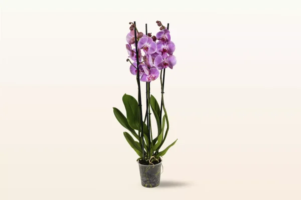 Orquídea Rosa Triple