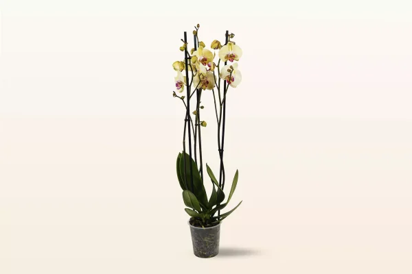 Orquidea Amarilla Red Lips Triple