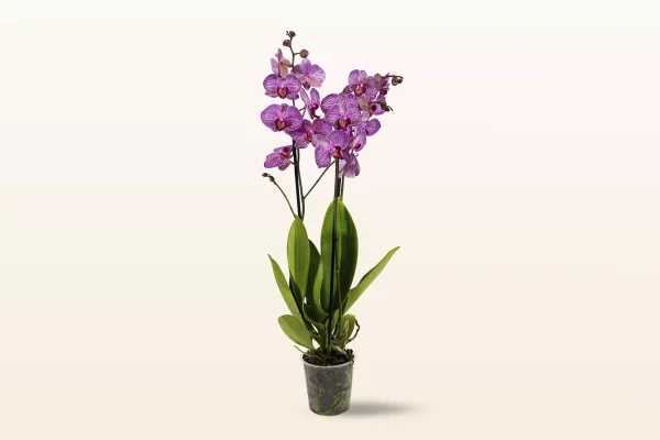 Orquídea Morada Rayada Triple