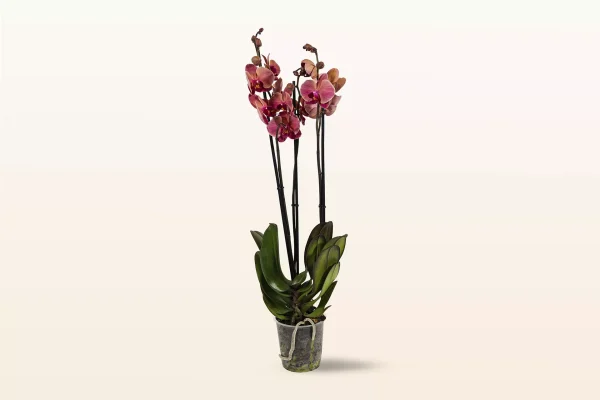 Orquídea Coral Triple