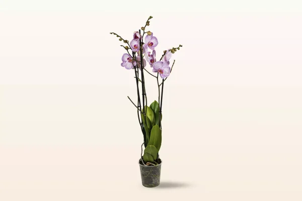 Orquídea Rosa Rayada Triple