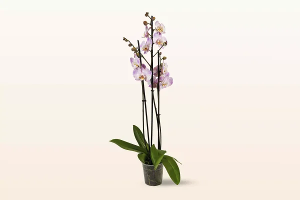 Orquidea Rosa Punteada Triple