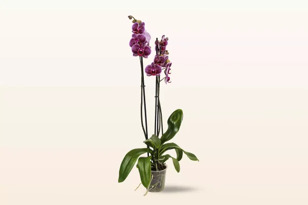 Orquidea Violeta Punteada Triple