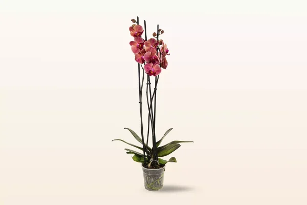 Orquídea Coral Triple