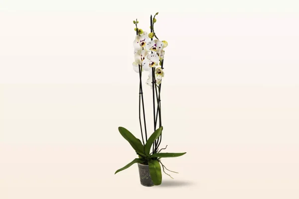 Orquídea Blanca Punteada Triple