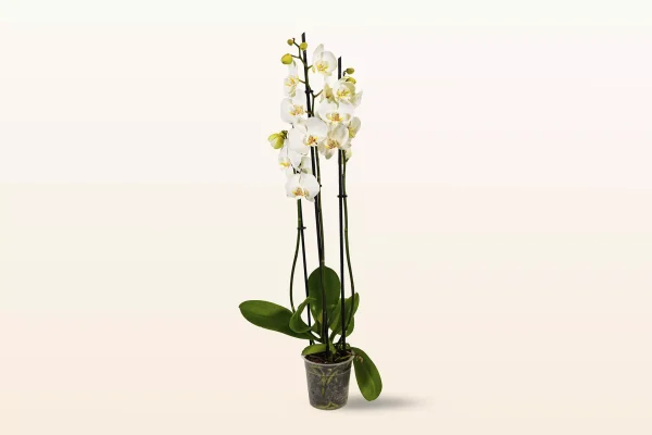 Orquídea Blanca Triple